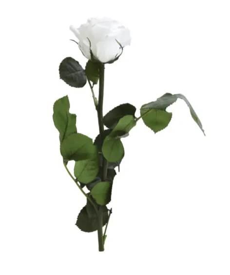 Mini rose blanche stabilisée sur tige – Image 2