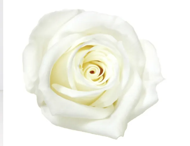 Mini rose blanche stabilisée sur tige – Image 3