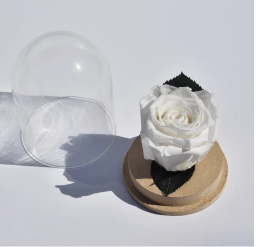Rose blanche stablisée sous clôche – Image 2