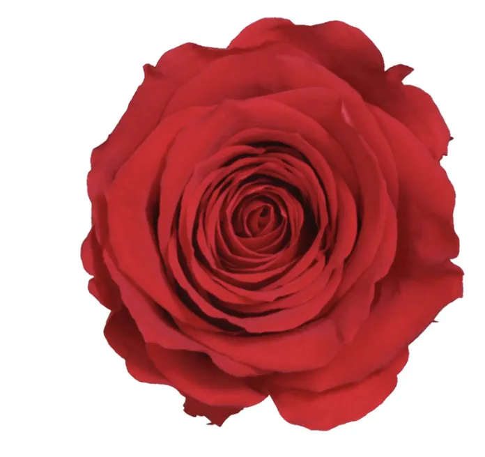 Rose rouge stabilisée sur tige – Image 3