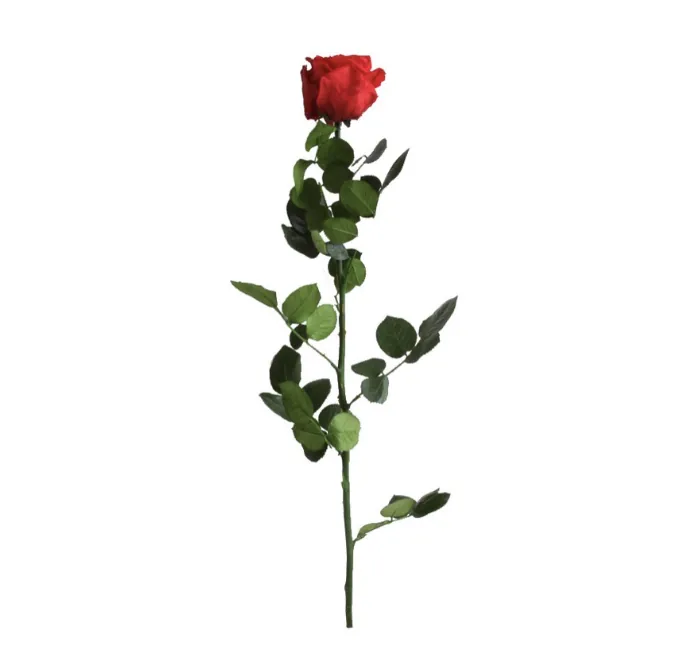 Rose rouge stabilisée sur tige – Image 2