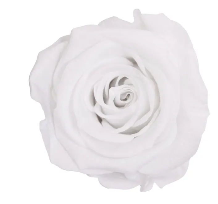 Rose blanche stabilisée sur tige – Image 3