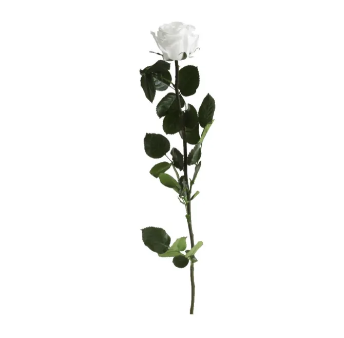 Rose blanche stabilisée sur tige – Image 2