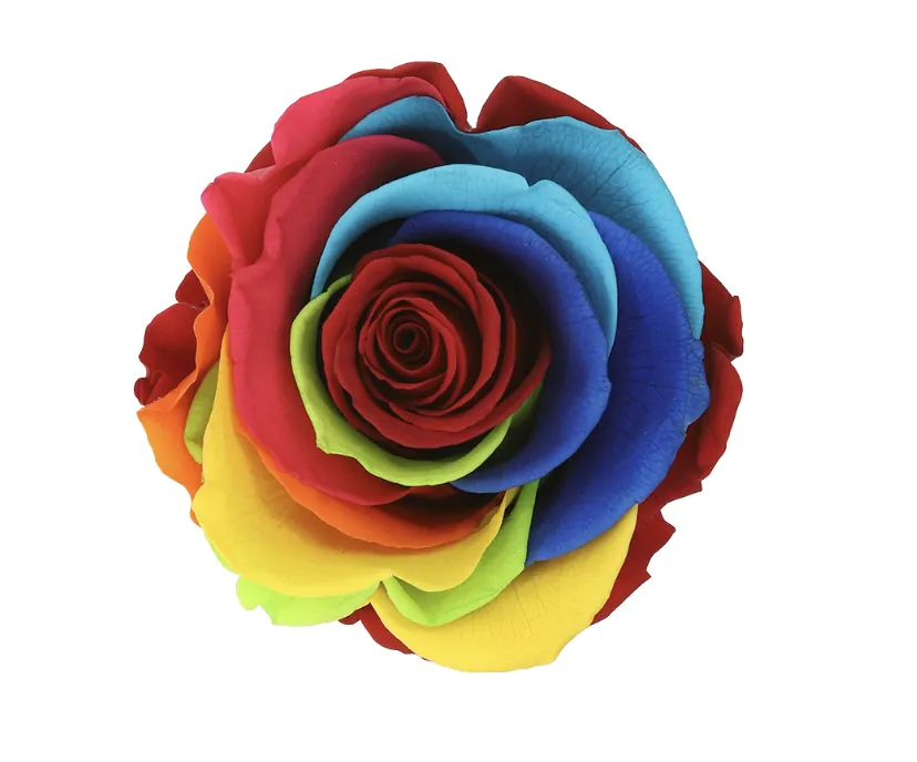 Rose multicouleurs stabilisée sur tige – Image 3