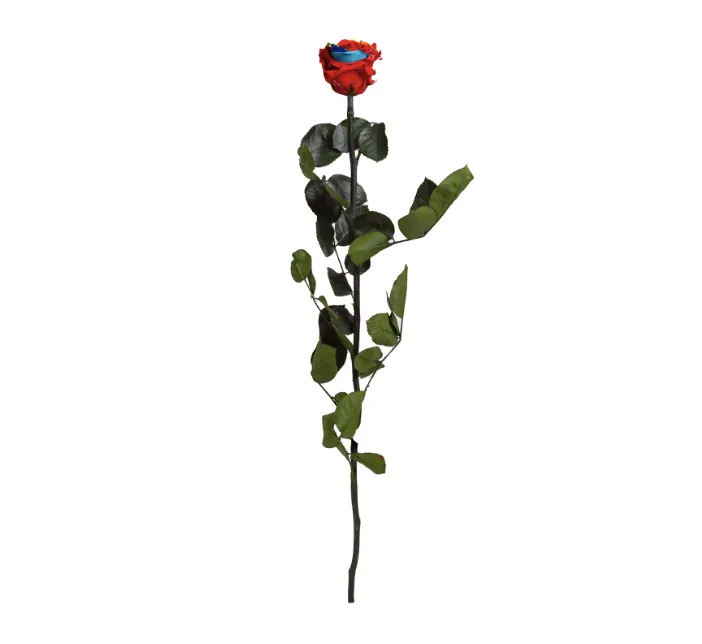 Rose multicouleurs stabilisée sur tige – Image 2