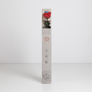 Rose multicouleurs stabilisée sur tige
