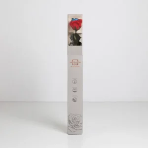 Rose multicouleurs stabilisée sur tige
