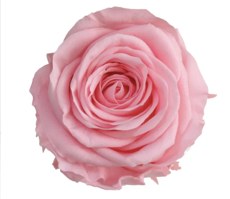 Rose rose stabilisée sur tige – Image 3