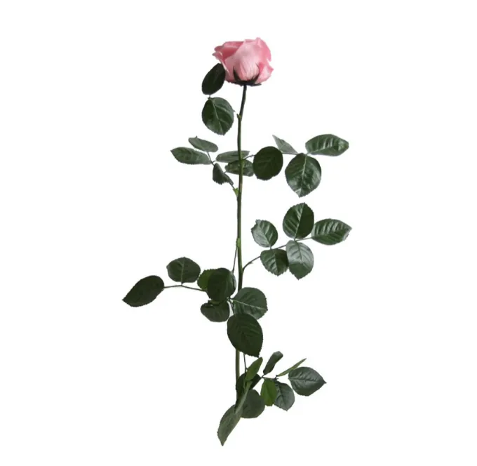 Rose rose stabilisée sur tige – Image 2