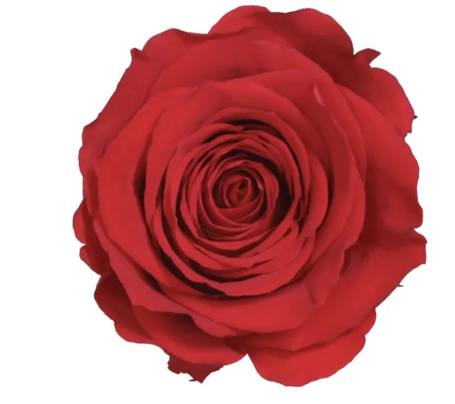 Mini Rose rouge stabilisée sur tige – Image 2