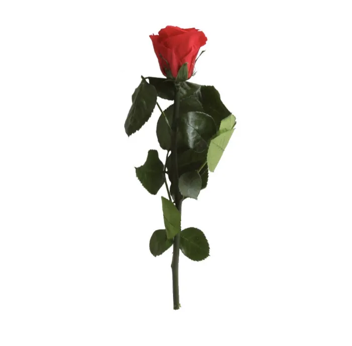 Mini Rose rouge stabilisée sur tige – Image 3
