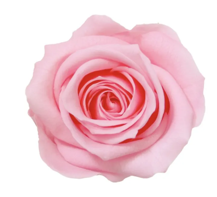 Mini Rose rose stabilisée sur tige – Image 3