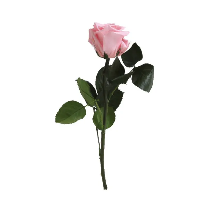 Mini Rose rose stabilisée sur tige – Image 2