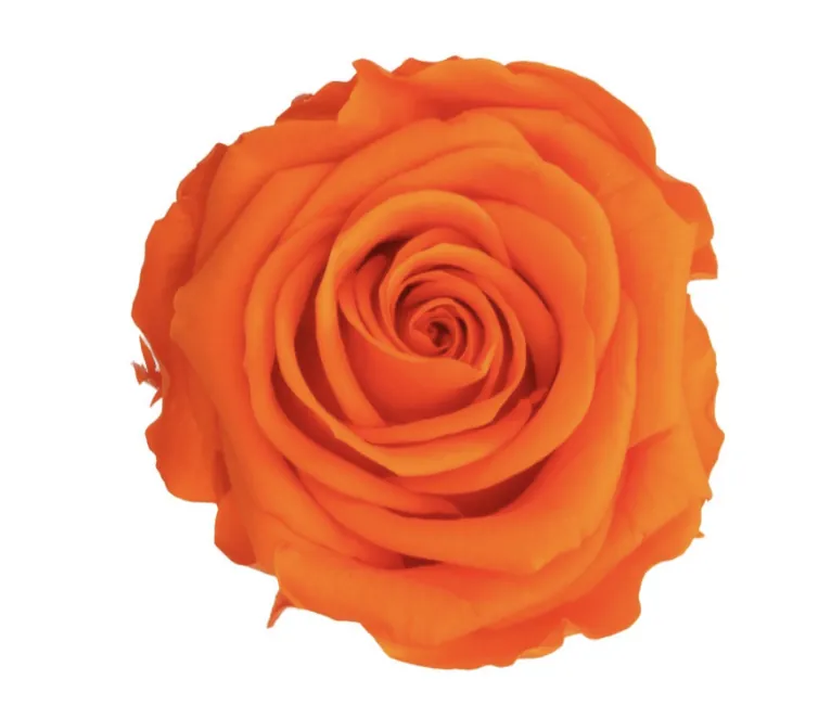 Mini rose orange stabilisée sur tige – Image 3