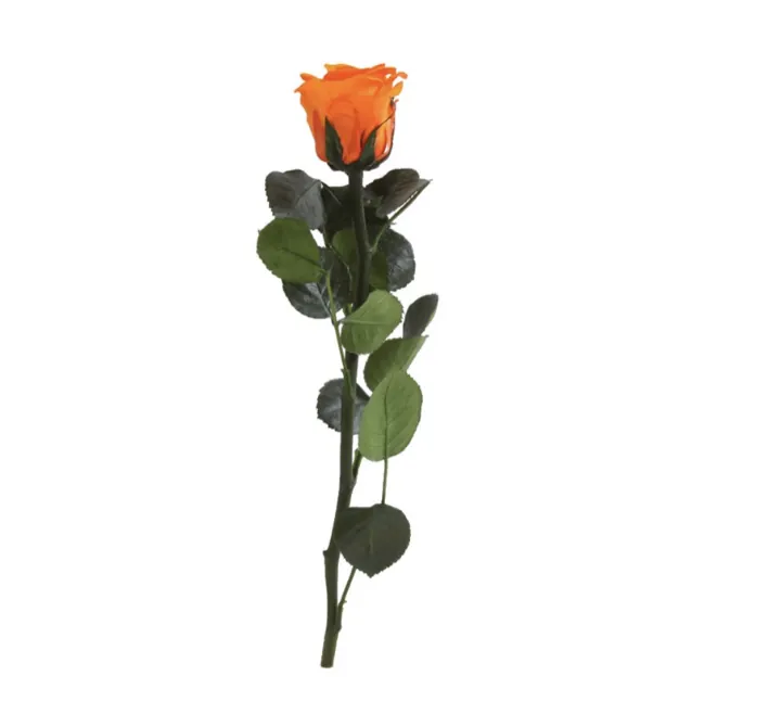 Mini rose orange stabilisée sur tige – Image 2