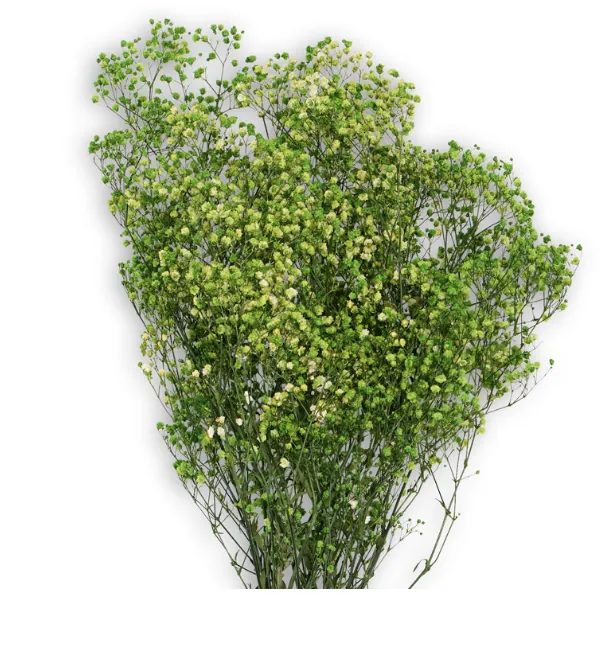 Gypsophile vert Stabilisée – Image 2