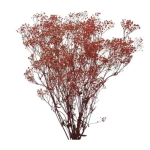 Gypsophile rouge Stabilisée