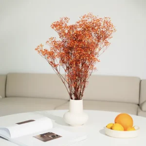 Gypsophile orange Stabilisée