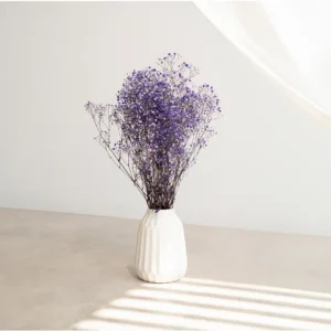 Gypsophile violet Stabilisée